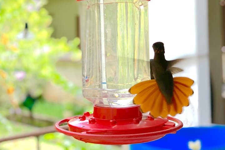 Cocoa Lunch in Lopinot: Half-Day 3-Course Cocoa Meal with Hummingbirds from Port of Spain photo 3