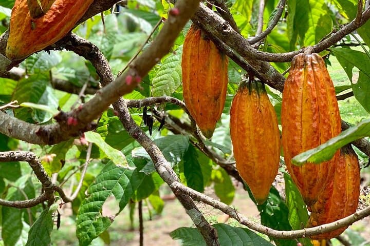Cocoa Lunch in Lopinot: Half-Day 3-Course Cocoa Meal with Hummingbirds from Port of Spain photo 4