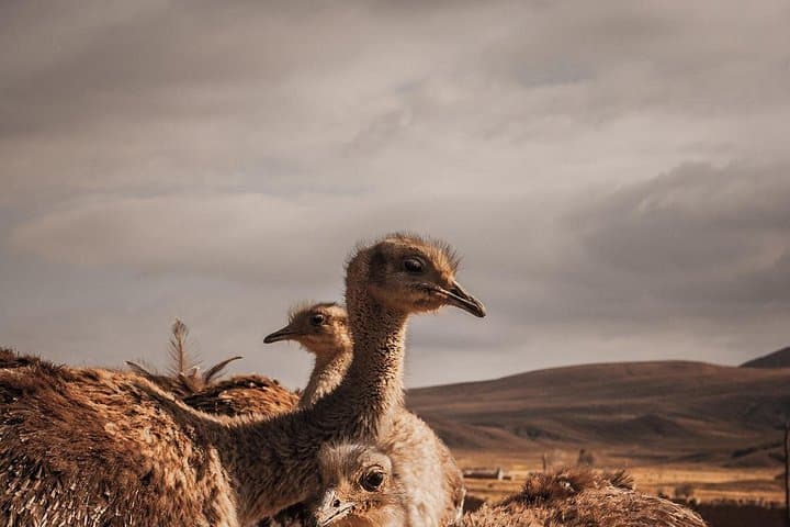 Uyuni Salt Flats via Tunupa: 2-Day Private Tour from La Paz