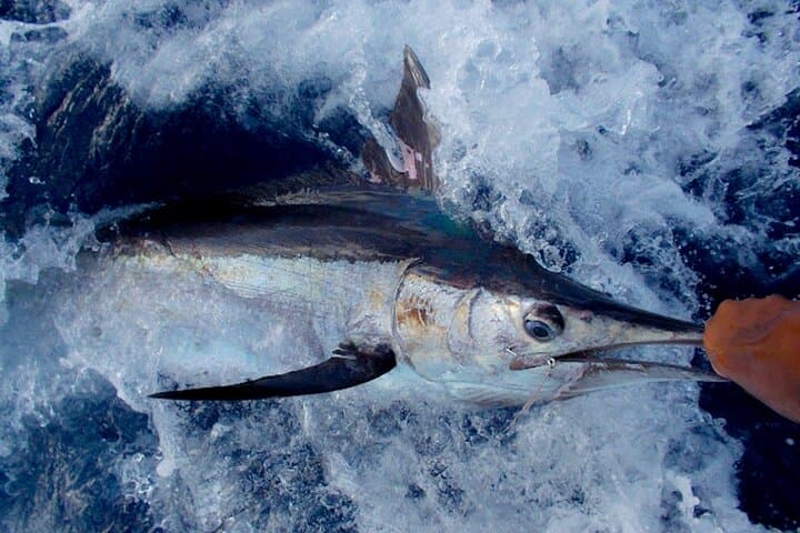 Ultimate Punta Cana Private Fishing Charter: Trophy Game Fish and Ocean Adventure photo 5
