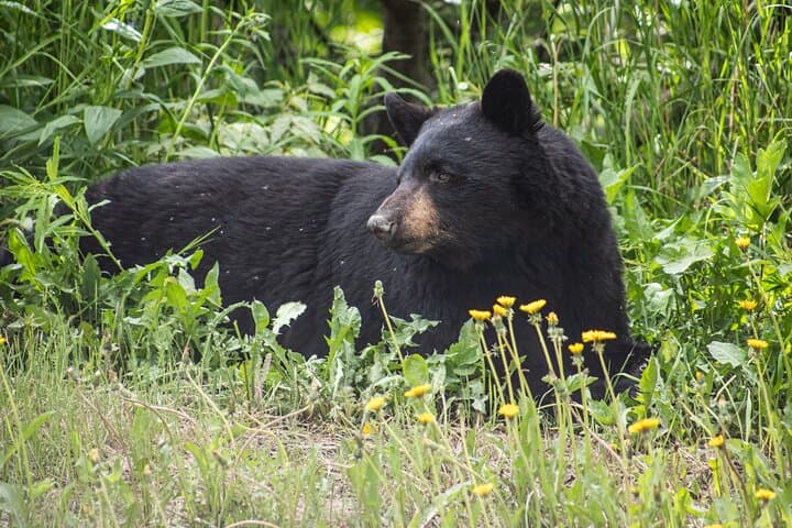 Anchorage to Seward Wildlife and Glacier Tour: Scenic Transfer with Outdoor Adventure photo 5