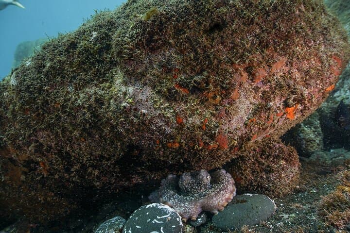 Beginner Scuba Diving in Funchal: Pool Lesson and Madeira Reef Dive photo 5