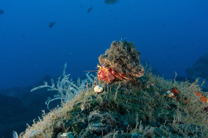 Beginner Scuba Diving in Funchal: Pool Lesson and Madeira Reef Dive photo 6