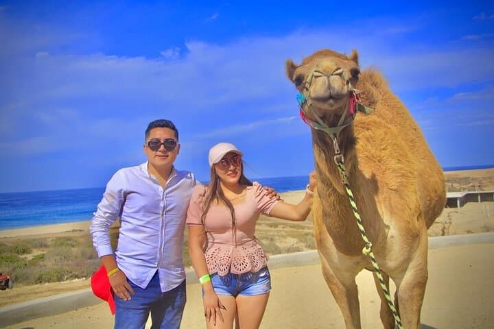 Pacific Coast Camel Ride in Cabo San Lucas: Coastal Camel Safari
