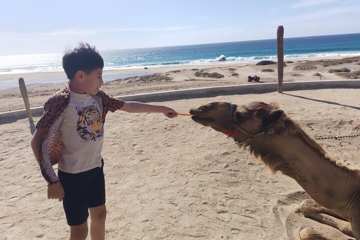 Pacific Coast Camel Ride in Cabo San Lucas: Coastal Camel Safari photo 3