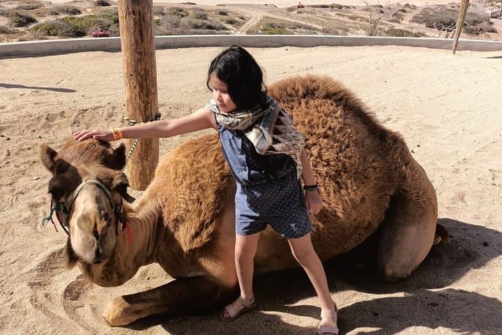 Pacific Coast Camel Ride in Cabo San Lucas: Coastal Camel Safari photo 4