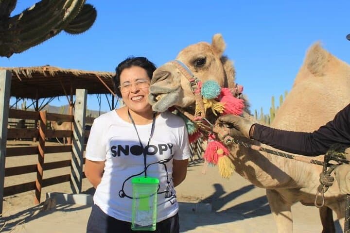 Pacific Coast Camel Ride in Cabo San Lucas: Coastal Camel Safari photo 6