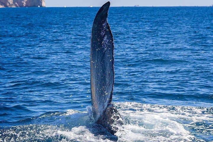 Cabo San Lucas Glass-Bottom Whale Watching: Morning Wildlife Cruise photo 4