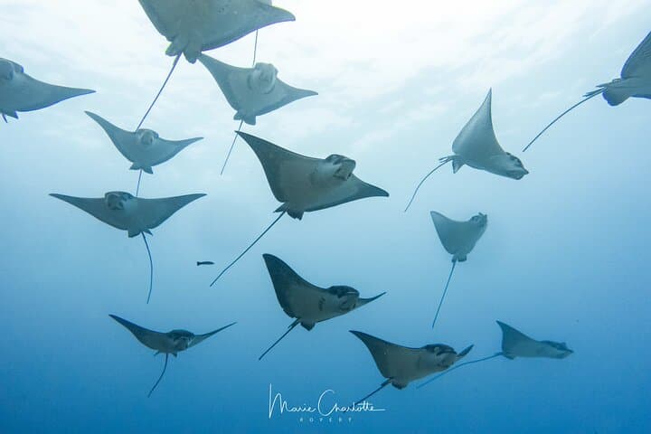 Bora Bora Morning 2-Tank Dives: Manta Rays, Shark Passes & Coral Gardens photo 3