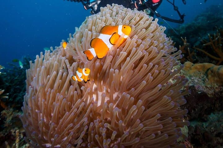 Try Scuba on Tioman: Beginner Guided Dive on Coral Reefs photo 4