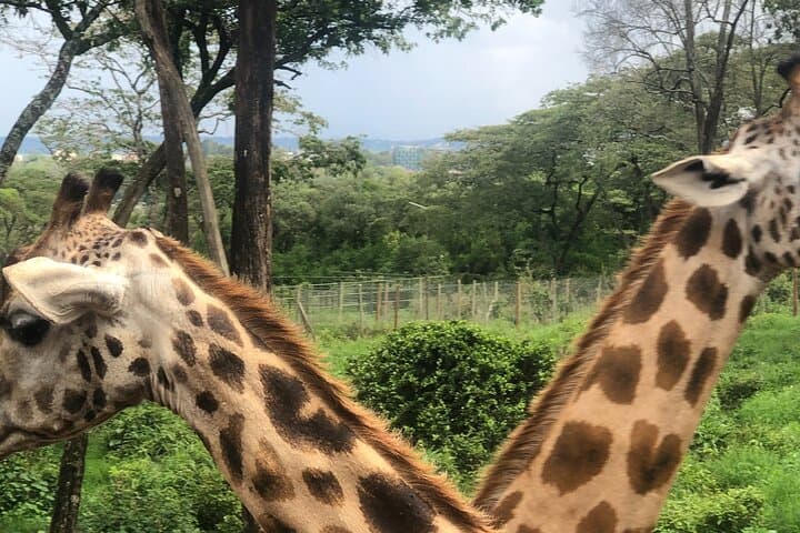 Nairobi Giraffe Center & Karen Blixen Tour: A Half-Day Wildlife and History Experience photo 2