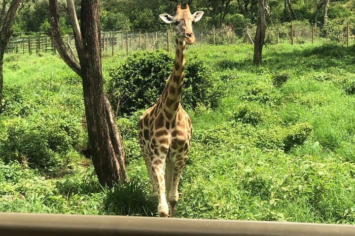 Nairobi Giraffe Center & Karen Blixen Tour: A Half-Day Wildlife and History Experience photo 3