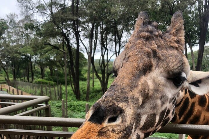 Nairobi Giraffe Center & Karen Blixen Tour: A Half-Day Wildlife and History Experience photo 4