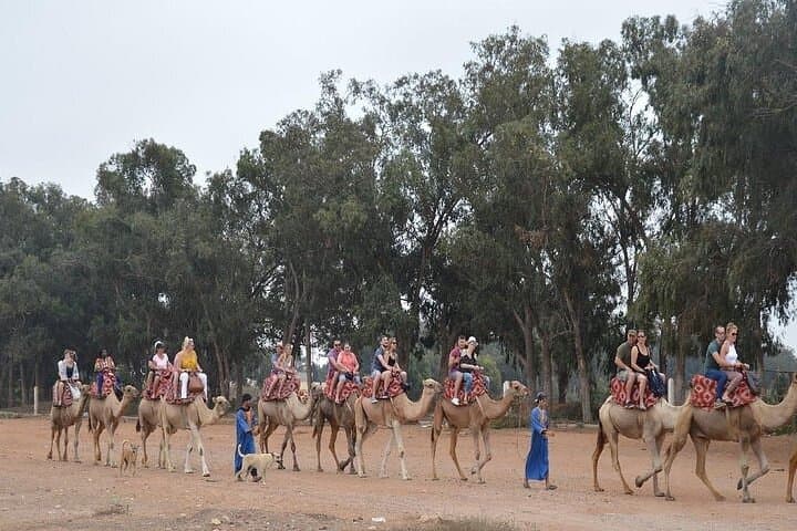 Agadir Camel Ride Experience: Eucalyptus Trails & Souss Estuary Views photo 5