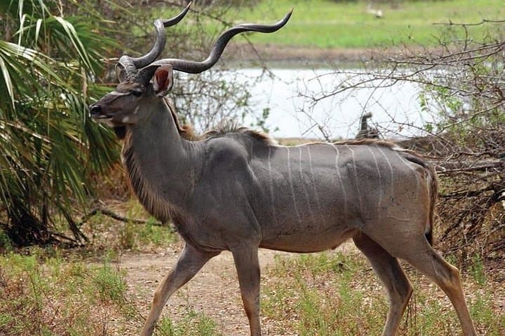 13-Day Southern Tanzania Safari: Ruaha, Udzungwa, Selous & Mikumi