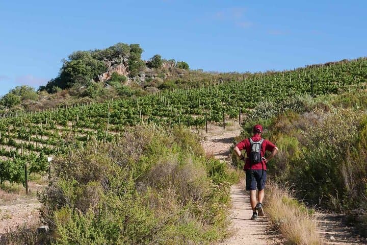 Full-Day Cape Winelands Tour — Stellenbosch, Franschhoek & Paarl Wine Route photo 1