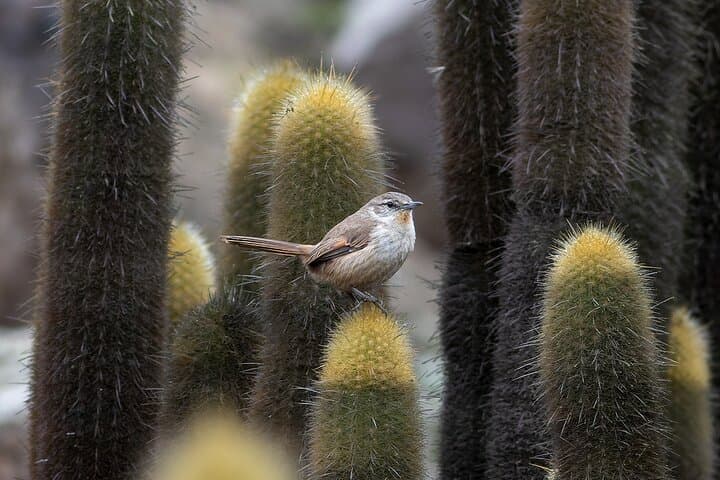 Lomas de Lachay Birdwatching & Photography Tour — Fog-fed Coastal Reserves Near Lima photo 3