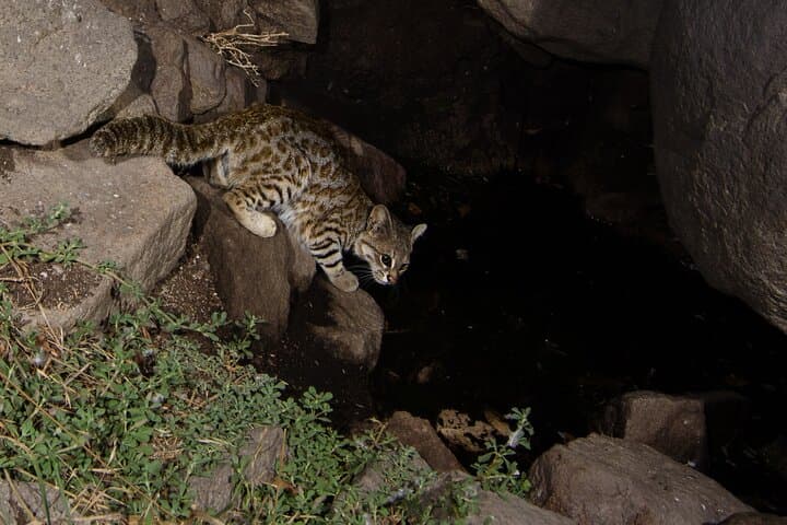 Lomas de Lachay Birdwatching & Photography Tour — Fog-fed Coastal Reserves Near Lima photo 5
