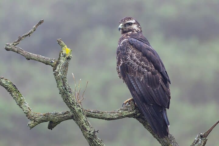 Lomas de Lachay Birdwatching & Photography Tour — Fog-fed Coastal Reserves Near Lima photo 4