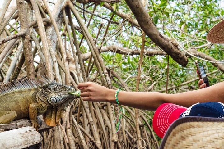 Huatulco to Ventanilla, Mazunte & Zipolite: Half-Day Coastal Wildlife Tour photo 5