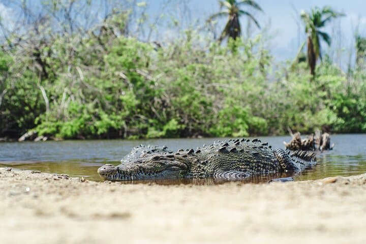 Huatulco to Ventanilla, Mazunte & Zipolite: Half-Day Coastal Wildlife Tour