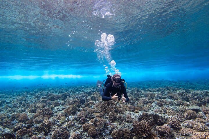 Bora Bora Afternoon Dive: Reef & Lagoon Scuba for Certified Divers
