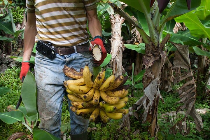 Banana Trip: Full-Day Private Cultural Tour of Pico From Faial photo 5