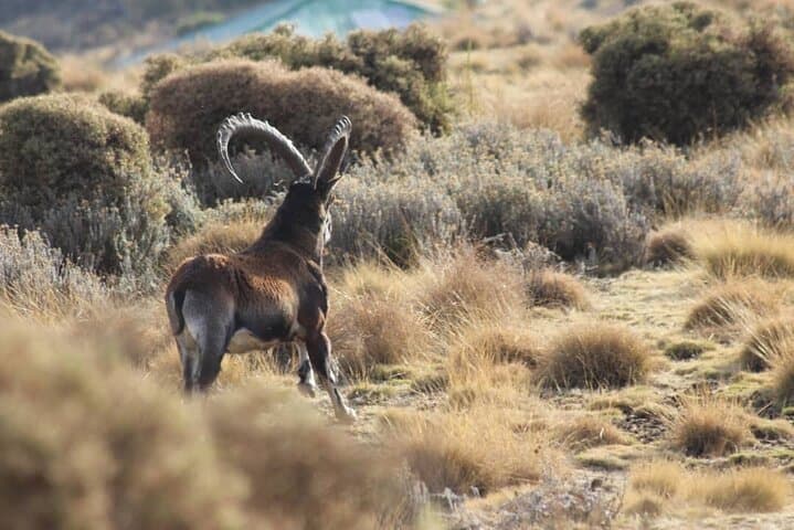 4-Day Simien Mountains Trek: High-Plateau Trails, Gelada Baboons & Walia Ibex photo 4