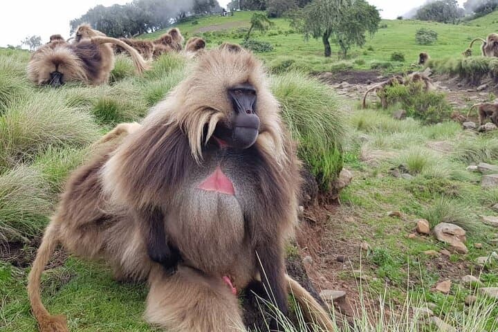 4-Day Simien Mountains Trek: High-Plateau Trails, Gelada Baboons & Walia Ibex photo 5