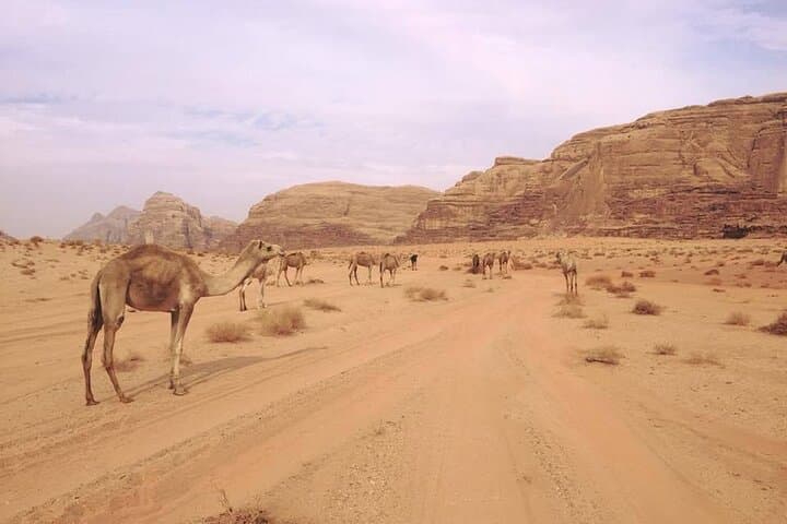 Private 1-Day Wadi Rum Desert Tour: 4x4, Sandboarding & Overnight Bivouac photo 2