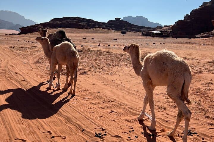 Private 1-Day Wadi Rum Desert Tour: 4x4, Sandboarding & Overnight Bivouac photo 4