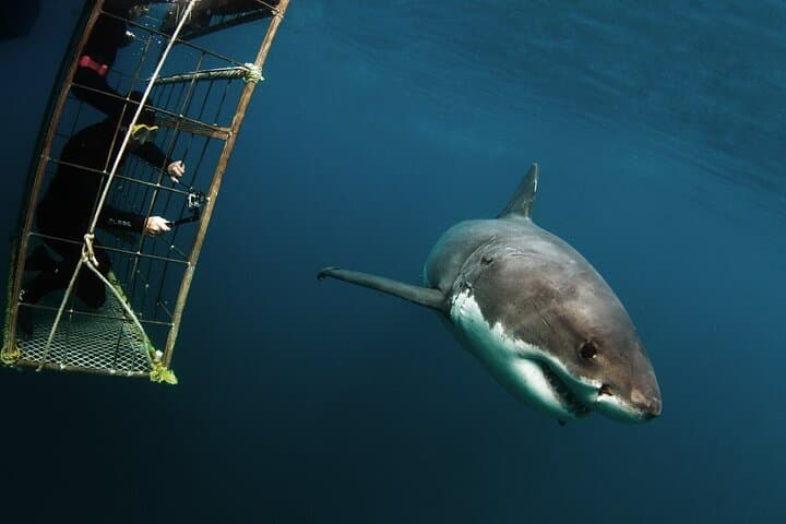 Shark Explorers: Simon's Town Shark Cage Diving in False Bay