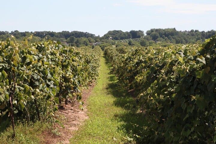 Niagara Wine Trail Private Guided Tour: 4–5 Wineries from Niagara Falls photo 4