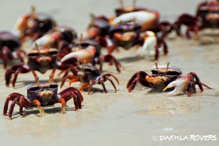 Explore Dakhla's White Dune: Private Bay, Birdlife & Secret Shore Tour photo 4