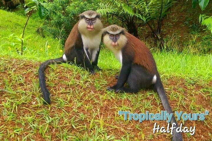 Tropically Yours: Full-Day Grenada Island Tour — Grand Etang, Concord Falls & Rum Tasting photo 4
