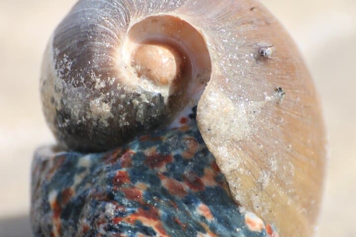 Explore Dakhla's White Dune: Private Bay, Birdlife & Secret Shore Tour photo 5