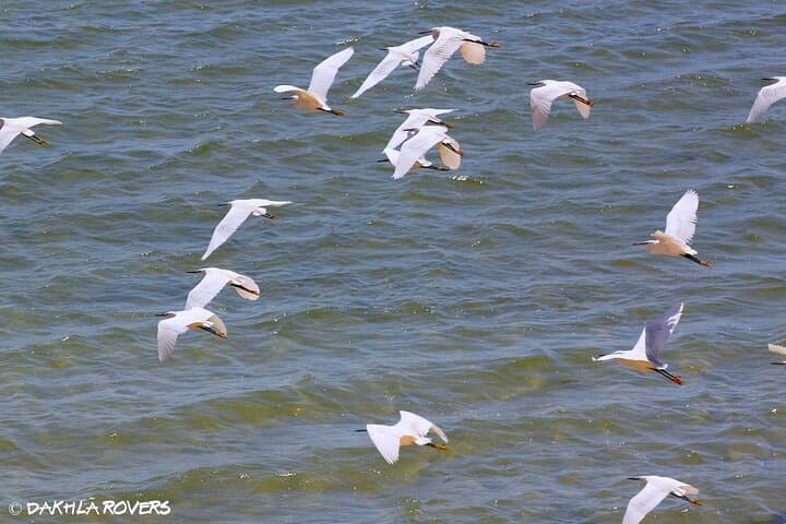 Explore Dakhla's White Dune: Private Bay, Birdlife & Secret Shore Tour photo 6