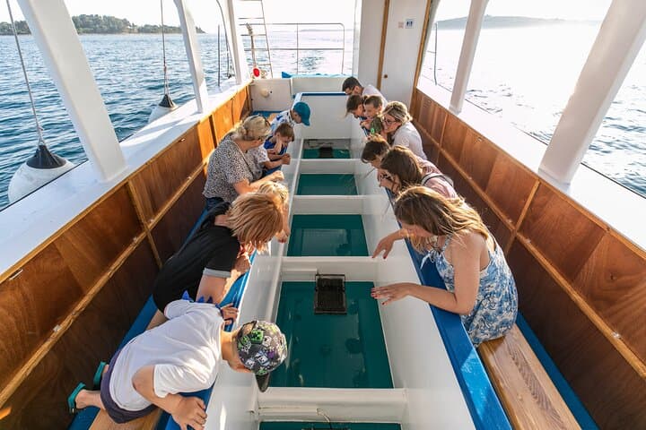 Glass-Bottom Boat Tour to Brijuni & St. Jerolim from Fažana photo 4