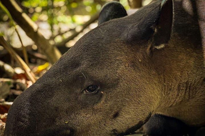 Full-Day Corcovado Sirena & San Pedrillo: Wildlife Boat and Rainforest Hike from Drake Bay photo 1