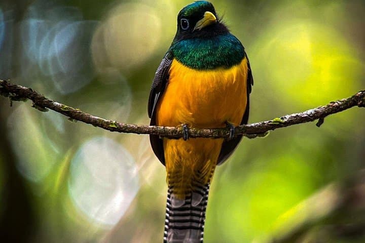 Full-Day Corcovado Sirena & San Pedrillo: Wildlife Boat and Rainforest Hike from Drake Bay photo 2