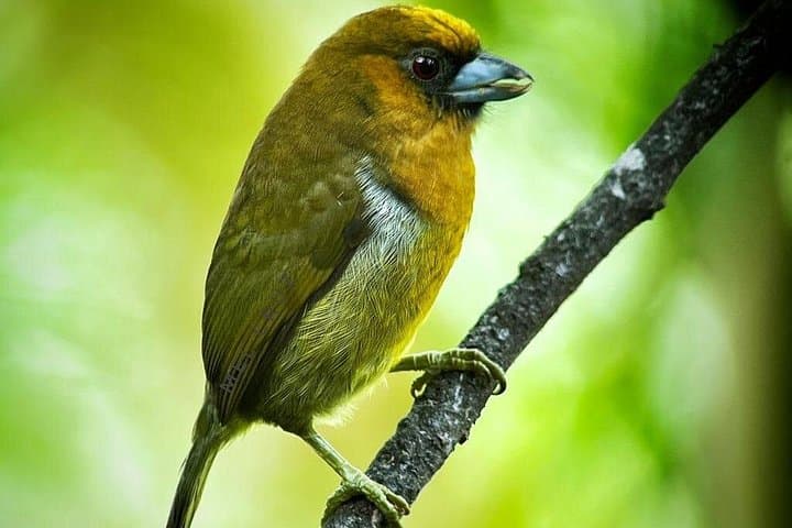 Full-Day Corcovado Sirena & San Pedrillo: Wildlife Boat and Rainforest Hike from Drake Bay photo 3