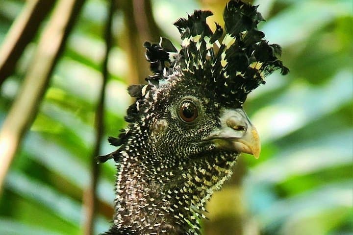 Full-Day Corcovado Sirena & San Pedrillo: Wildlife Boat and Rainforest Hike from Drake Bay photo 4