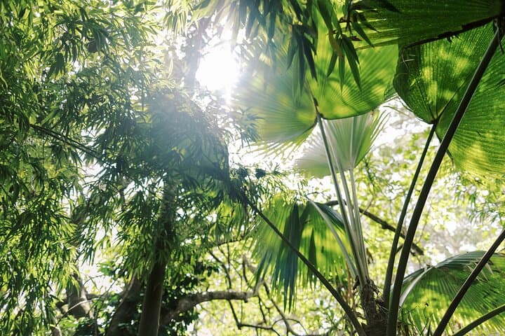 Exploring the Kona Cloud Forest Sanctuary: Hawaii’s Rare Montane Jungle Adventure photo 3