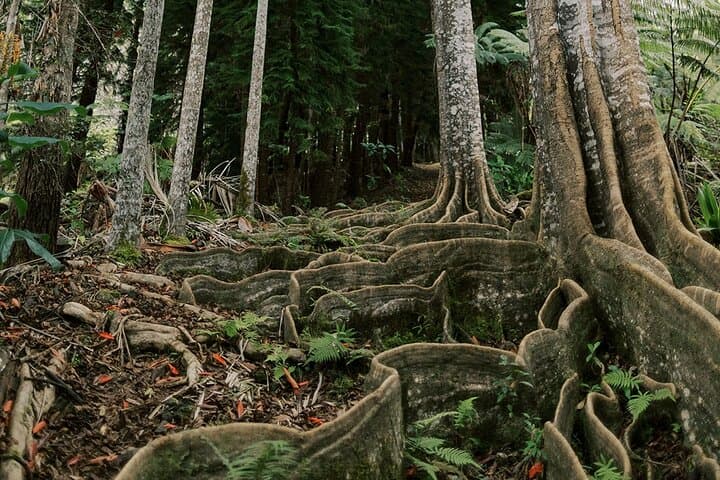 Exploring the Kona Cloud Forest Sanctuary: Hawaii’s Rare Montane Jungle Adventure photo 4