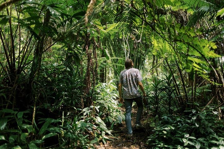 Exploring the Kona Cloud Forest Sanctuary: Hawaii’s Rare Montane Jungle Adventure photo 5