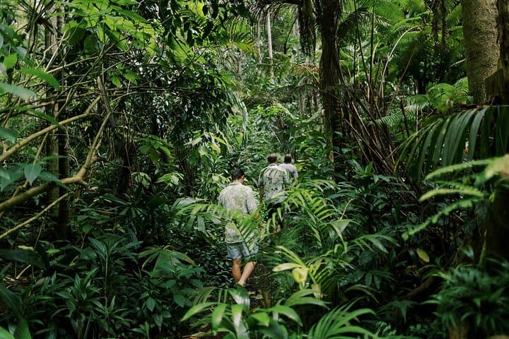 Exploring the Kona Cloud Forest Sanctuary: Hawaii’s Rare Montane Jungle Adventure photo 6