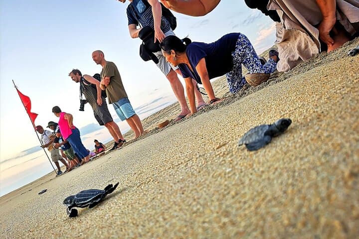 Olive Ridley Turtle Release near Puerto Escondido — Hatchling Conservation Experience photo 2