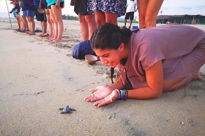 Olive Ridley Turtle Release near Puerto Escondido — Hatchling Conservation Experience photo 5