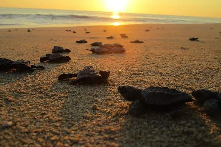 Olive Ridley Turtle Release near Puerto Escondido — Hatchling Conservation Experience photo 6