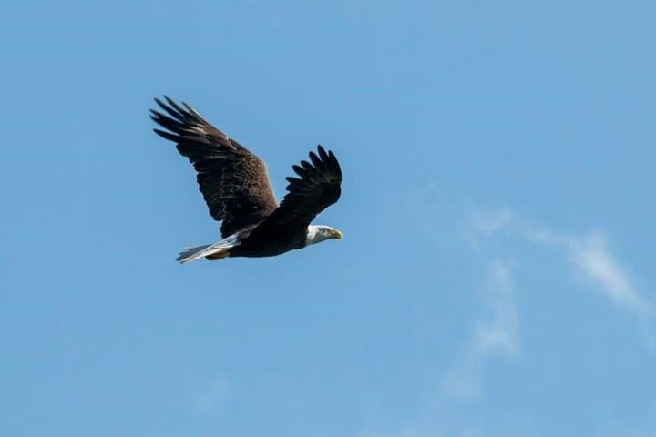 Explore Crystal River National Wildlife Refuge: A Manatee and Birdwatching Boat Adventure photo 2